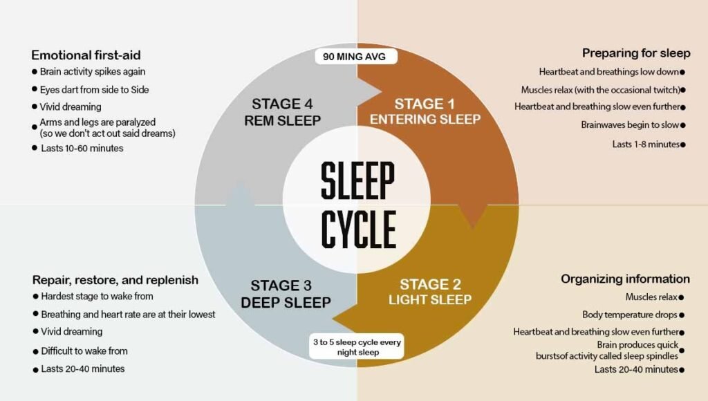 Infographic showing the four stages of the human sleep cycle, including entering sleep, light sleep, deep sleep, and REM sleep with descriptions of brain activity and duration.